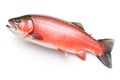 Image of salmon on white background. Fish. Underwater animals. Illustration, Generative AI