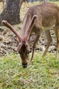 Image of a sambar deer munching grass. Royalty Free Stock Photo