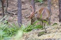 Image of a sambar deer munching grass. Royalty Free Stock Photo