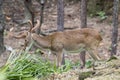 Image of a sambar deer munching grass. Royalty Free Stock Photo