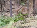 Image of a sambar deer munching grass Royalty Free Stock Photo