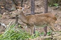 Image of a sambar deer munching grass. Royalty Free Stock Photo