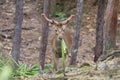 Image of a sambar deer munching grass. Royalty Free Stock Photo