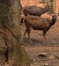 This is an image of sambar deer or Rusa unicolor. Royalty Free Stock Photo