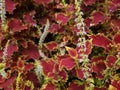 Image of Coleus Chocolate Covered Cherry flower begins to bloom and shows violet color on it