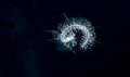Image of a scaled worm at night. Royalty Free Stock Photo