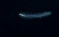 Image of a scaled worm at night. Royalty Free Stock Photo