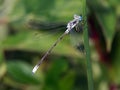 Scarce Emerald Damselfly