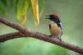 Image of Scarlet-backed Flowerpecker Bird on nature background. Animals