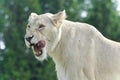 Background with a scary white lion screaming