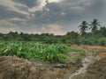 Scene around the taro vegetation land Royalty Free Stock Photo