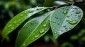 A Comprehensive Examination of Glistening Water Droplets Adorning Verdant Leaves