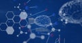 Image of scientific data processing over dna strand and human brains Royalty Free Stock Photo