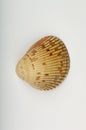 An image of a sea shell