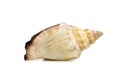 Image of sea shell strombus urceus, canarium urceus on a white background. Sea shells. Undersea Animals