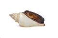 Image of sea shell strombus urceus, canarium urceus on a white background. Sea shells. Undersea Animals