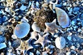 Image of sea stones, stars and shells on a winter shore Royalty Free Stock Photo