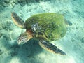 image of sea turtle swimming on the bottom of the sea bed Royalty Free Stock Photo