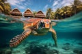 An image of a sea turtle swimming in the ocean or a dolphin jumping out of the water. Royalty Free Stock Photo