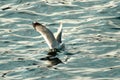 Seagull fishing in the sea Royalty Free Stock Photo