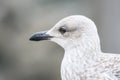 seagull head detail background