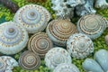 Image of Seashell collection. Many different shells. Royalty Free Stock Photo