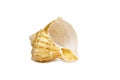 Image of seashell rapana rapiformis on a white background. Undersea Animals. Sea shells