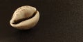 image of seashells on a black background Royalty Free Stock Photo