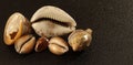 image of seashells on a black background Royalty Free Stock Photo