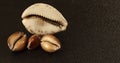 image of seashells on a black background Royalty Free Stock Photo