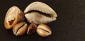 image of seashells on a black background Royalty Free Stock Photo