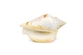 Image of seashells humped conch Gibberulus gibbosus on a white background. Undersea Animals. Sea Shells Royalty Free Stock Photo