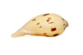 Image of seashells melo melo on a white background. Undersea Animals. Sea Shells Royalty Free Stock Photo