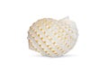 Image of seashells tonna tesselata on a white background. Undersea Animals. Sea Shells Royalty Free Stock Photo