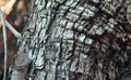GREY BARK OF TREE WITH ROUGH TEXTURE