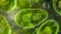 In this image we see a closeup of a chloroplast within the algae cell. The green ovalshaped organelle is filled with