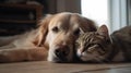 Cozy brown dog and brown cat cuddling