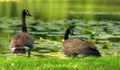 Beautiful black geese by the water. Royalty Free Stock Photo