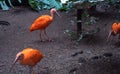 Very beautiful storks in the nature in the tropics. Royalty Free Stock Photo