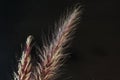 DRY SEEDING GRASS AGAINST BLACK BACKGROUND