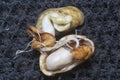 seedling sprouting out from the peanut from the shell. Royalty Free Stock Photo