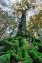 Image seen from below of a tree with large roots covered by brig