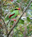 An image selective focus of green magpie