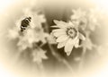 Beautiful sepia flower and butterfly