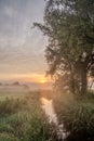 Dawning Light: Misty Morning by the Creek