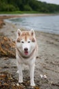 Image of serious Beige and white Siberian Husky dog standing on the beach and looking to the camera. Royalty Free Stock Photo