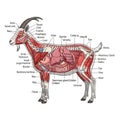 The image serves as an educational reference for understanding goat Royalty Free Stock Photo