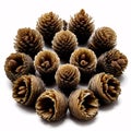 set of pine cones on a white background. Royalty Free Stock Photo