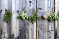 Bunches of Fresh Picked Herbs Royalty Free Stock Photo