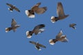 Turtledoves Flying In A Group In Different Poses